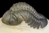 Reedops Trilobite - Atchana, Morocco #153955-3